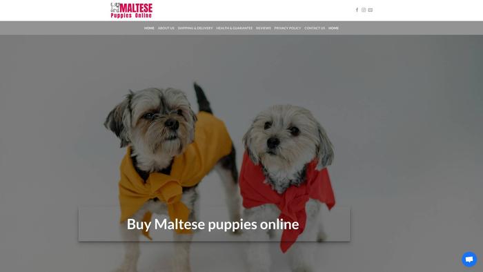 Maltesepuppyonline.com - Maltese Puppy Scam Review