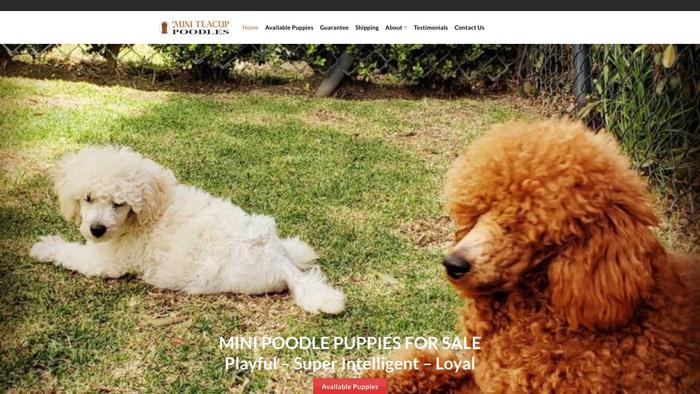 Miniteacuppoodless.com - Poodle Puppy Scam Review