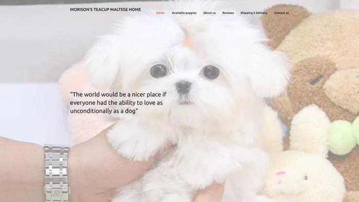 Morisonsteacupmaltese.us - Maltese Puppy Scam Review