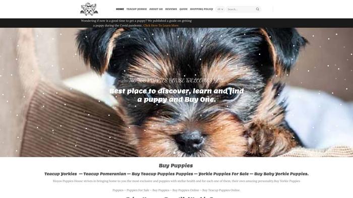 Moyospuppieshouse.com - Yorkshire Terrier Puppy Scam Review