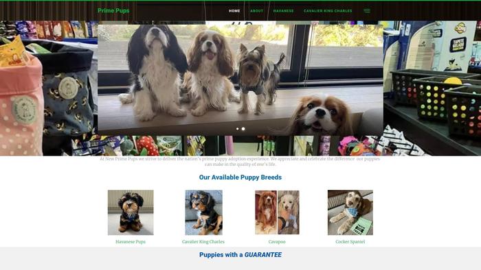 Newprimepups.com - Cavalier King Charles Spaniel Puppy Scam Review