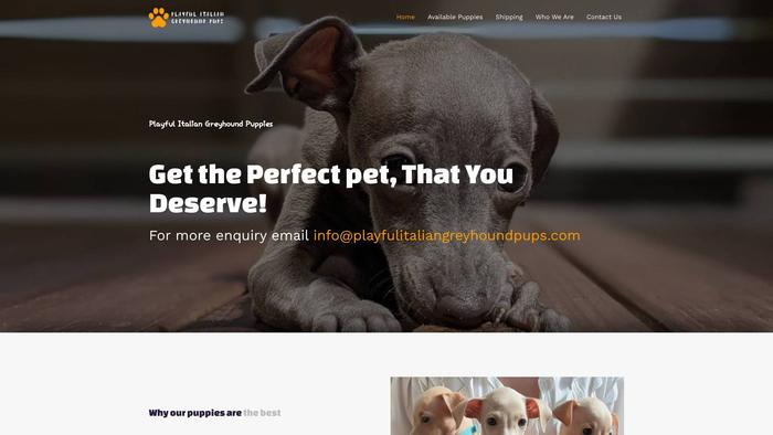 Playfulitaliangreyhoundpups.com - Labrador Puppy Scam Review