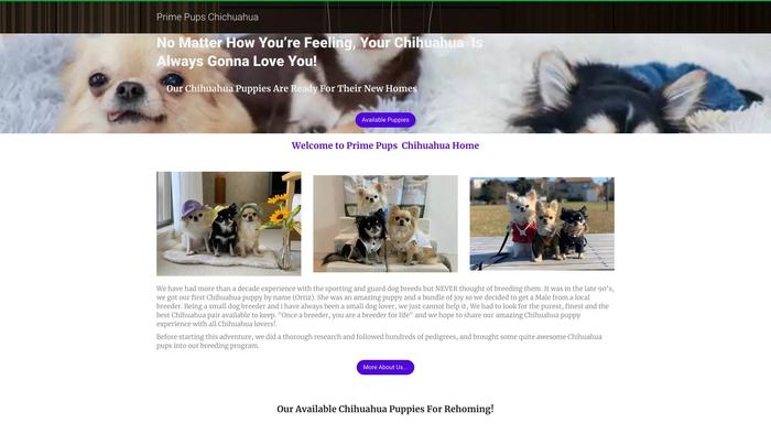 Primeclubchihuahua.com - Chihuahua Puppy Scam Review