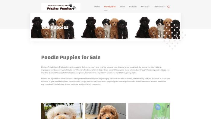 Pristinepoodlepups.com - Poodle Puppy Scam Review