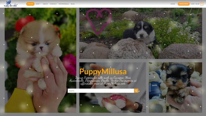 Puppymillusa.com - Cavapoo Puppy Scam Review