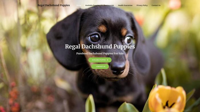 Regaldachshundpuppies.com - Dachshund Puppy Scam Review