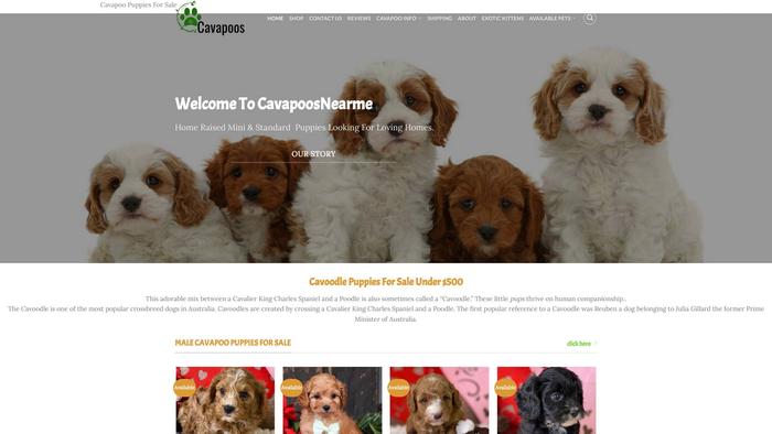 Rollypuppies.com - Cavapoo Puppy Scam Review