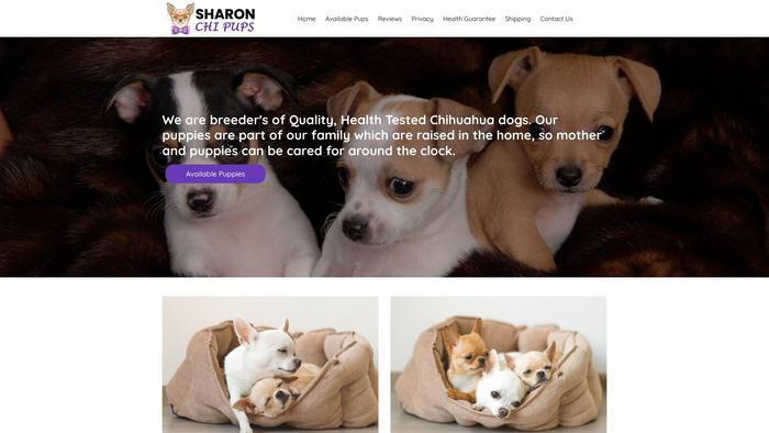 Sharonchipups.com - Chihuahua Puppy Scam Review