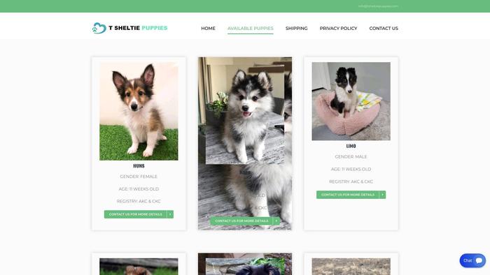 Sheltiepuppieshome.com - Sheltie Puppy Scam Review