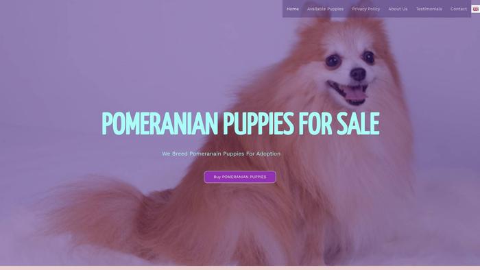 Siseepomeranianpuppuies.com - Pomeranian Puppy Scam Review