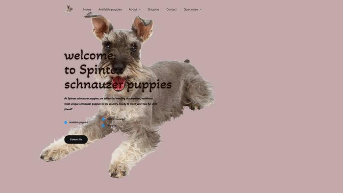 Spintexschnauzerpuppies.com - Schnauzer Puppy Scam Review