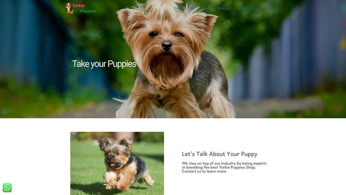 Yorkiepuppiesshop.online - Yorkshire Terrier Puppy Scam Review