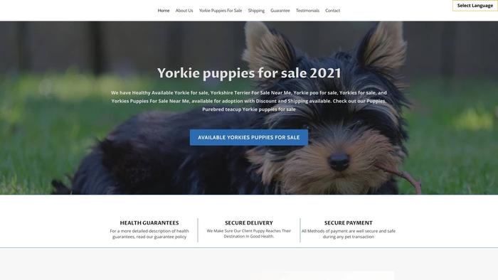 Yorkiespuppiessale.com - Yorkshire Terrier Puppy Scam Review