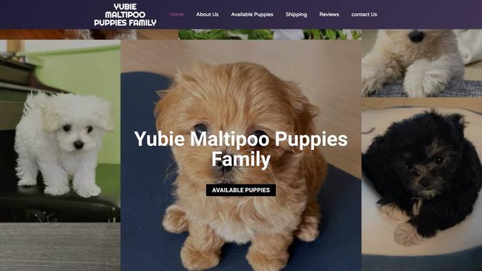 Yubiemaltipoopupsfamily.com - Maltipoo Puppy Scam Review