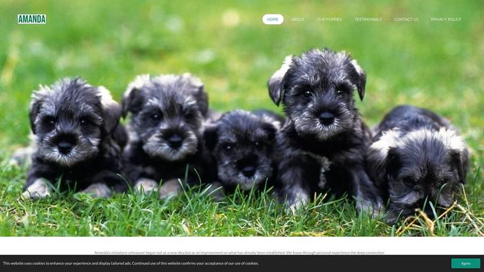 Amandaschnauzerpuppies.com - Schnauzer Puppy Scam Review