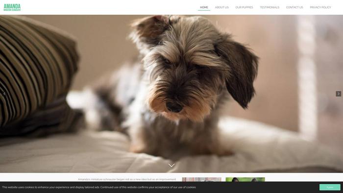 Amandasmspuppies.com - Schnauzer Puppy Scam Review