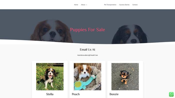 Amrishcavaliers.com - Cavalier King Charles Spaniel Puppy Scam Review