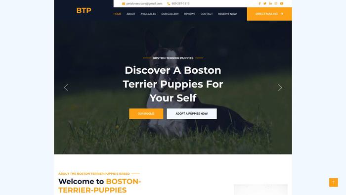 Availablebostonterrier.com - Terrier Puppy Scam Review