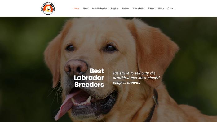 Bestlabradorbreeders.com - Labrador Puppy Scam Review