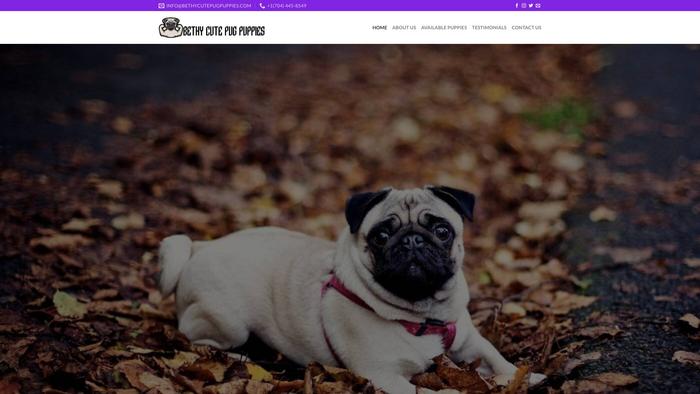 Bethycutepugpuppies.com - Pug Puppy Scam Review