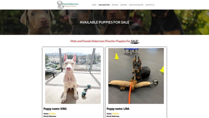 Bulkydobermanpuppies.com - Doberman Pinscher Puppy Scam Review