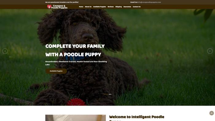 Cavapoodlepuppies.com - Cavapoo Puppy Scam Review