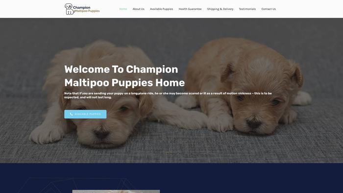 Championmaltipoopuppies.net - Maltipoo Puppy Scam Review