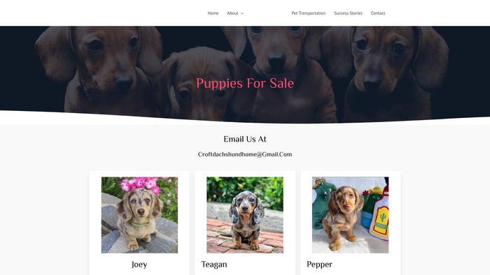 Croftdachshundhome.com - Dachshund Puppy Scam Review