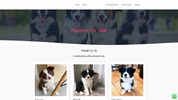 Cubetbordercollies.com - Bordercollie Puppy Scam Review