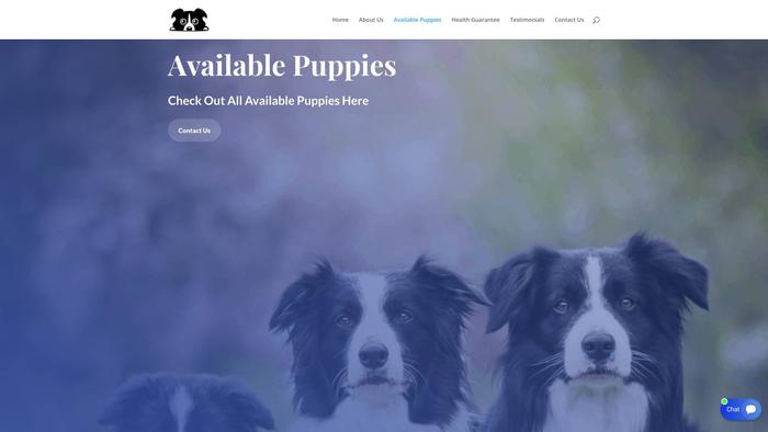 Cutebordercolliepupshome.com - Bordercollie Puppy Scam Review