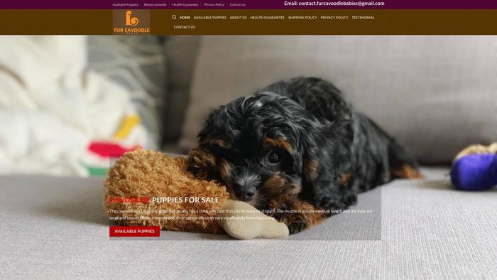 Furcavoodlebabies.com - Cavapoo Puppy Scam Review