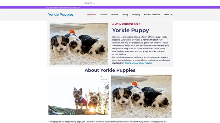 Gorgeousyorkiepuppiesforsale.com - Yorkshire Terrier Puppy Scam Review