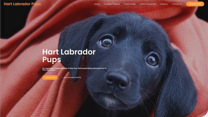 Hartlabradorpups.com - Labrador Puppy Scam Review