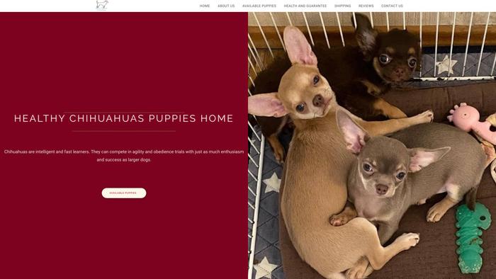 Healthychihuahuapuppies.com - Chihuahua Puppy Scam Review