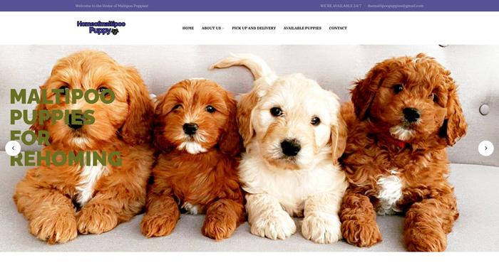 Homeofmaltipoopuppys.com - Maltipoo Puppy Scam Review