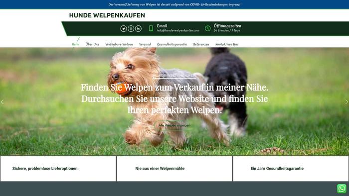 Hunde-welpenkaufen.com - Chihuahua Puppy Scam Review