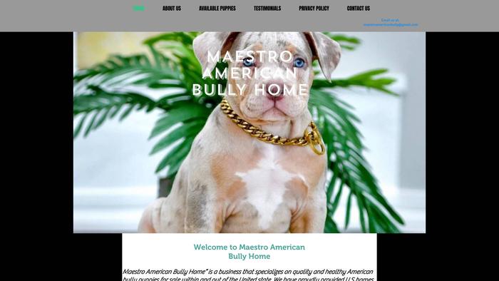 Maestroamericanbully.com - Pit Bull Puppy Scam Review