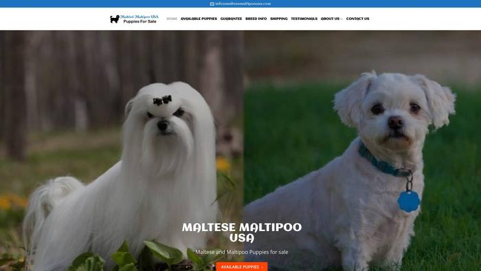 Maltesemaltipoousa.com - Maltese Puppy Scam Review