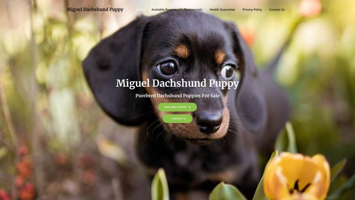 Migueldachshundpuppy.com - Dachshund Puppy Scam Review