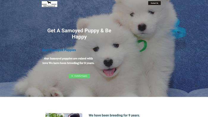 Millsamoyedpuppies.com - Samoyed Puppy Scam Review