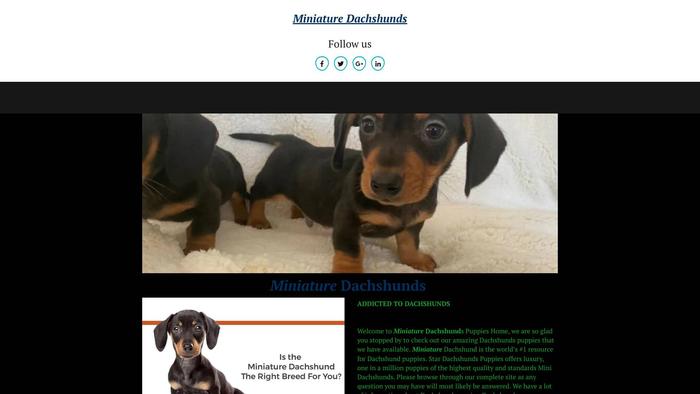 Miniaturedachshunds.store - Dachshund Puppy Scam Review