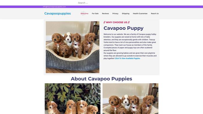 Mycavapoopuppies.com - Cavapoo Puppy Scam Review