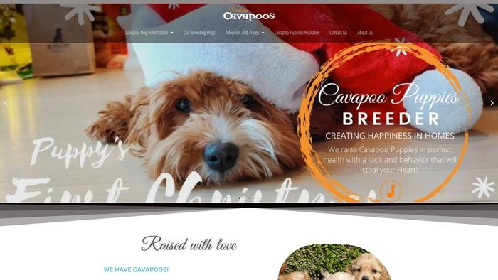 Paradisecavapoos.com - Cavapoo Puppy Scam Review