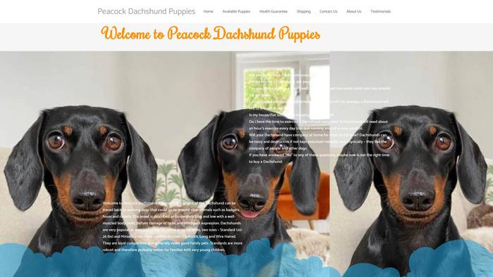 Peacockdachshundpuppies.com - Dachshund Puppy Scam Review