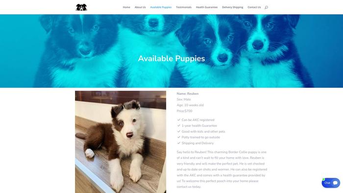 Prettyhowiebordercolliehomepuppies.com - Bordercollie Puppy Scam Review