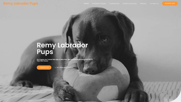 Remylabradorpups.com - Labrador Puppy Scam Review