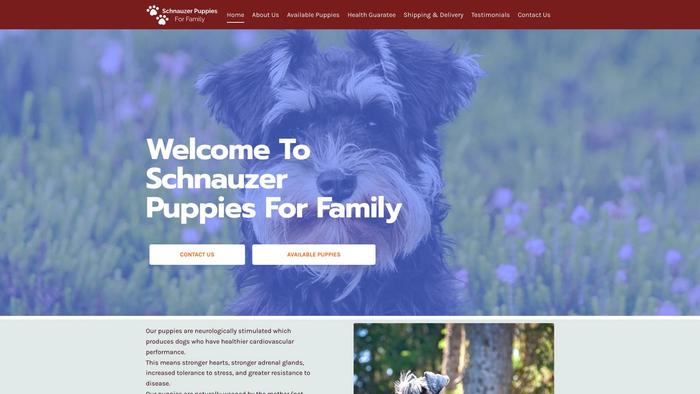 Schnauzerpuppiesforfamily.net - Schnauzer Puppy Scam Review