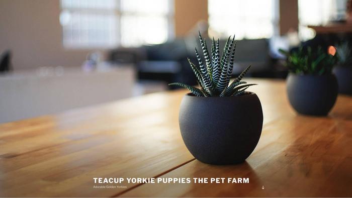 Teacupyorkiepuppiesthepetfarm.com - Yorkshire Terrier Puppy Scam Review