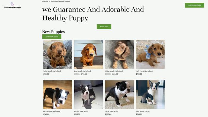 Terriersanddachpups.com - Terrier Puppy Scam Review