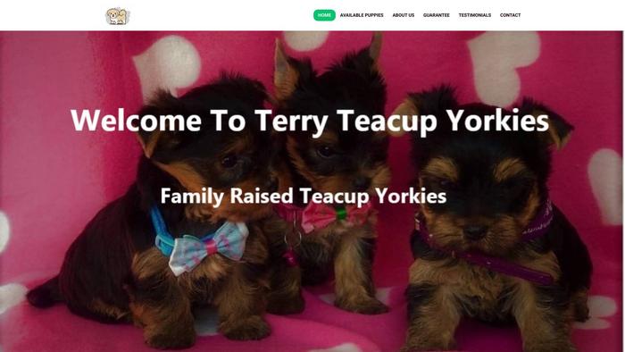 Terryteacupyorkies.com - Yorkshire Terrier Puppy Scam Review